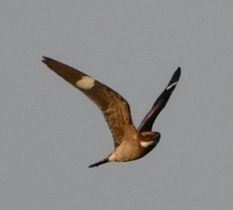 DSC_5315b.jpg