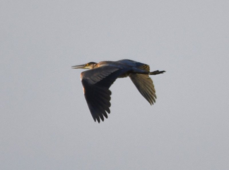 DSC_5320b.jpg