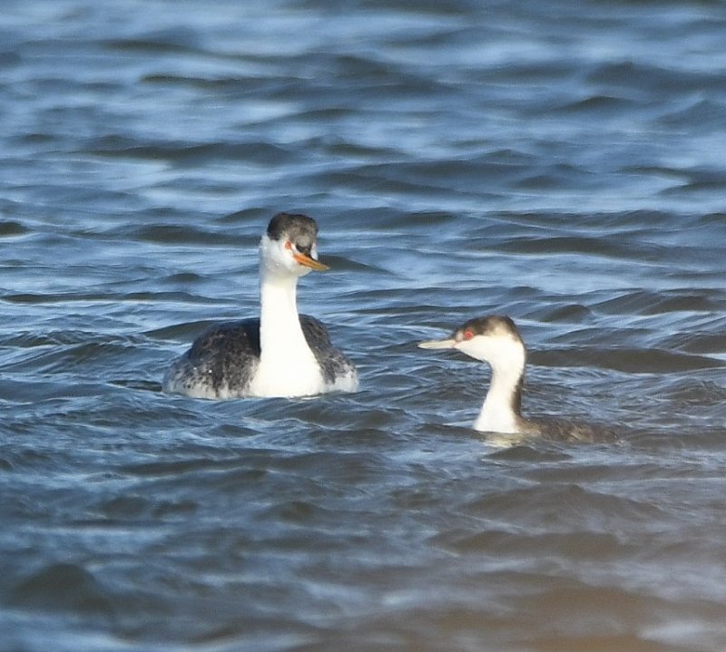 DSC_2412b.jpg