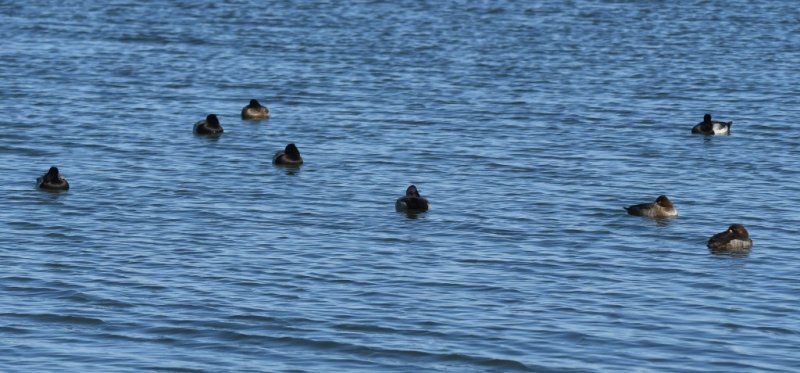 DSC_3510b.jpg
