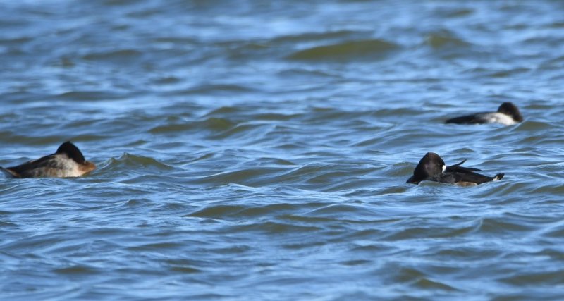 DSC_3637b.jpg