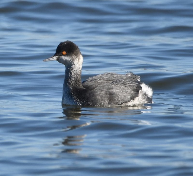 DSC_3673b.jpg