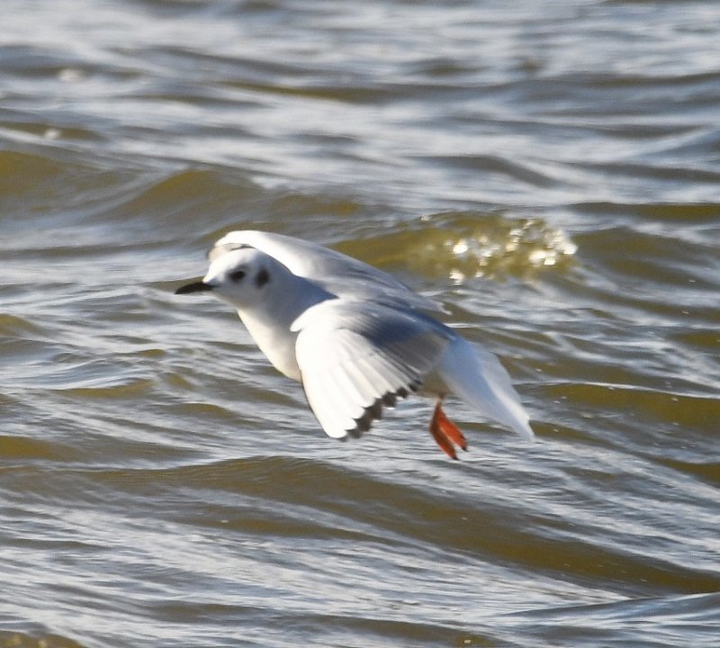DSC_3688b.jpg