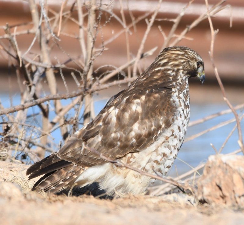 DSC_4243b.jpg