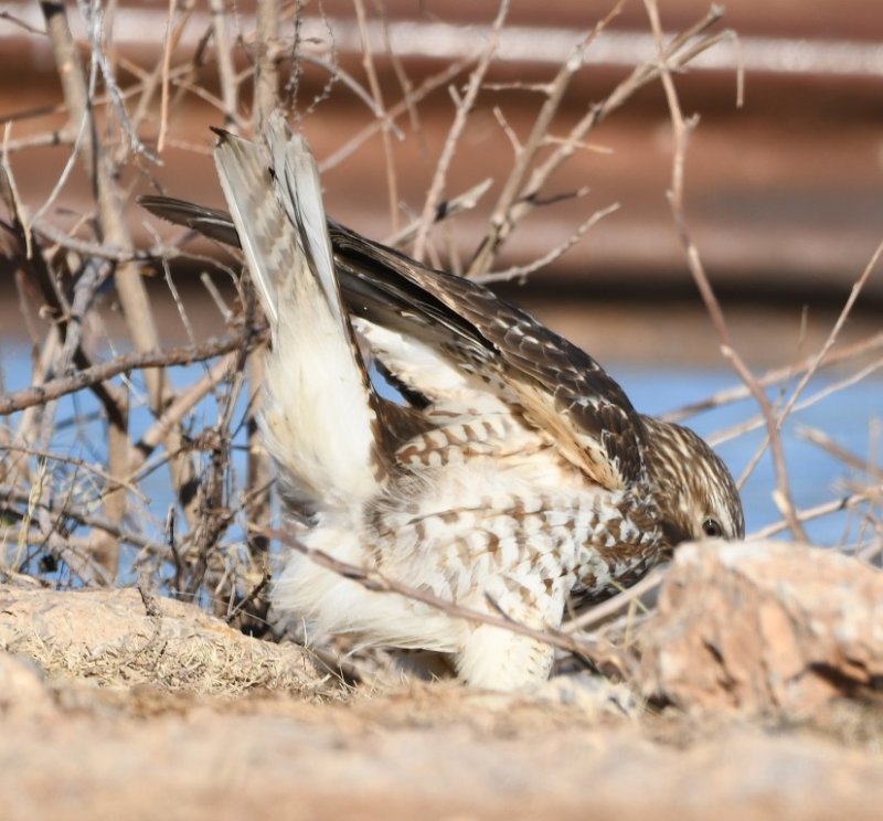 DSC_4258b.jpg