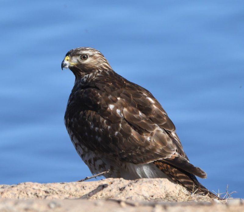DSC_4287b.jpg