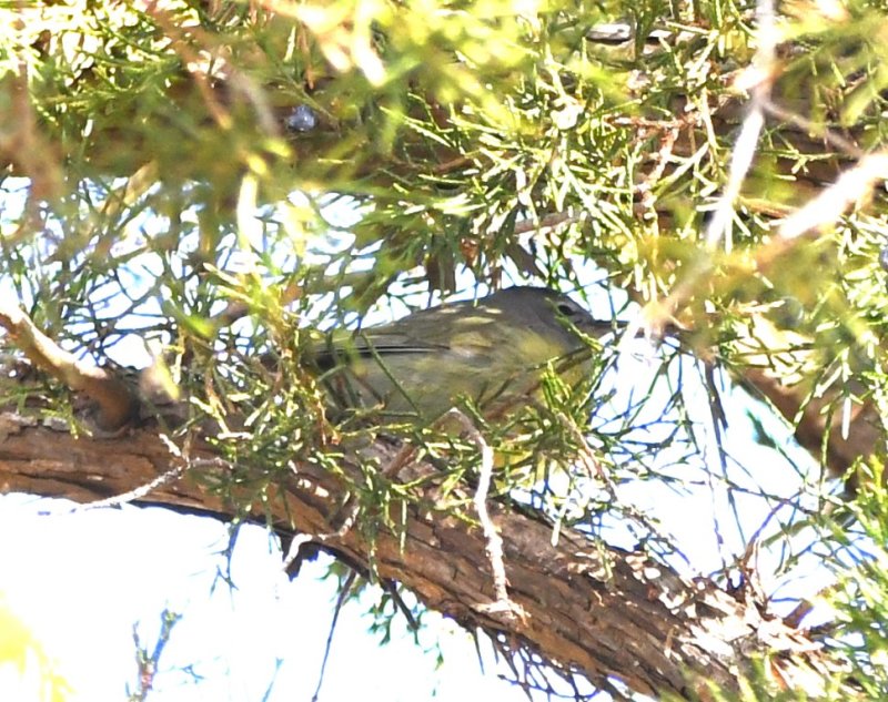 DSC_5154b.jpg