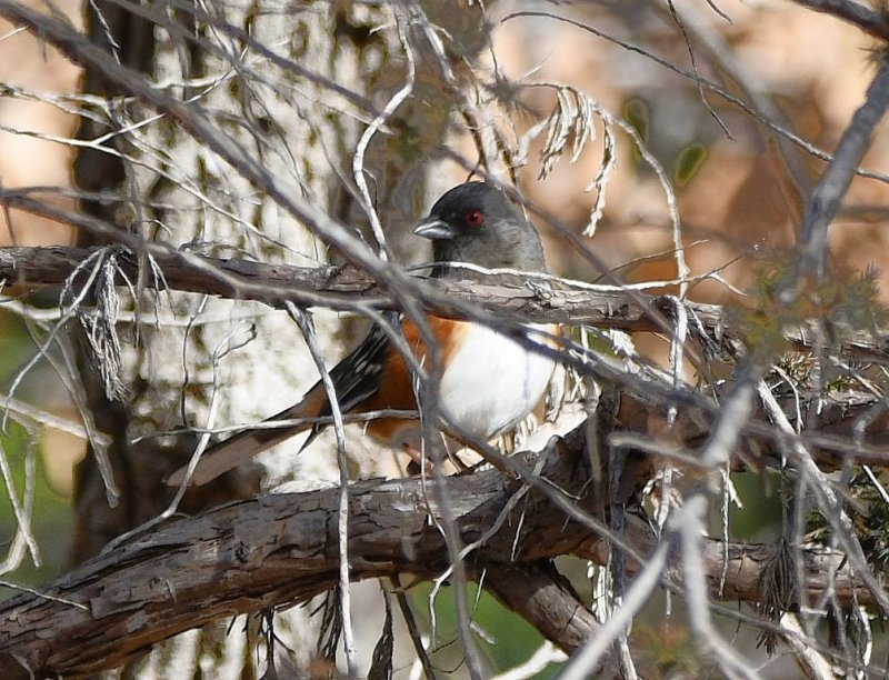 DSC_5166b.jpg