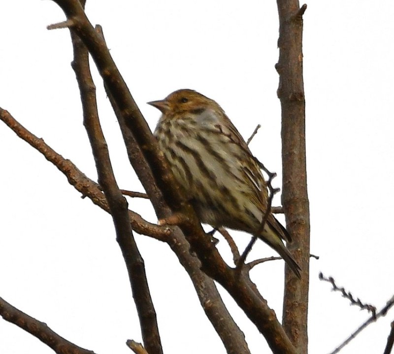 DSC_6529b.jpg