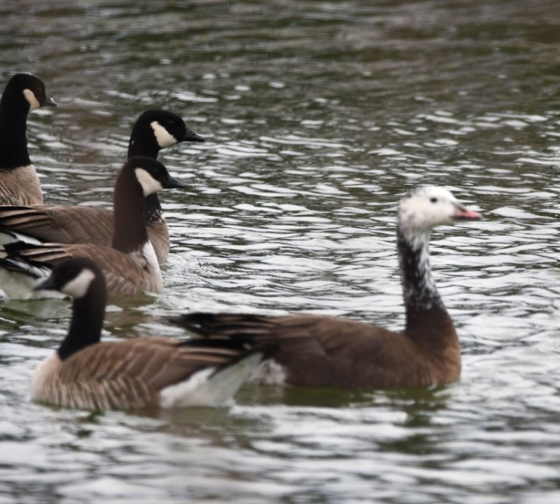DSC_6547b.jpg