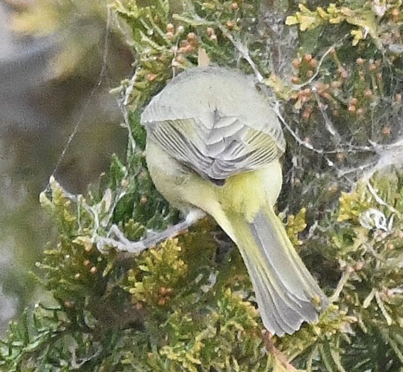 DSC_6577b.jpg