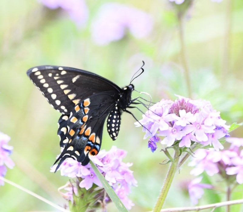 DSC_2075b.jpg