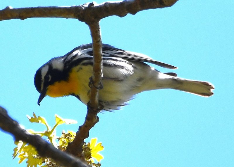DSC_2121b.jpg