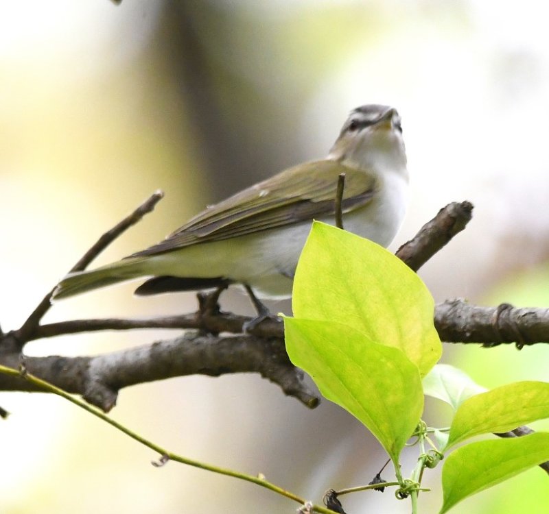 DSC_3787b.jpg