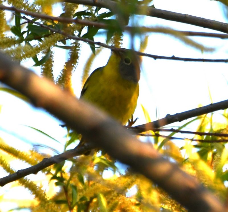DSC_4234b.jpg