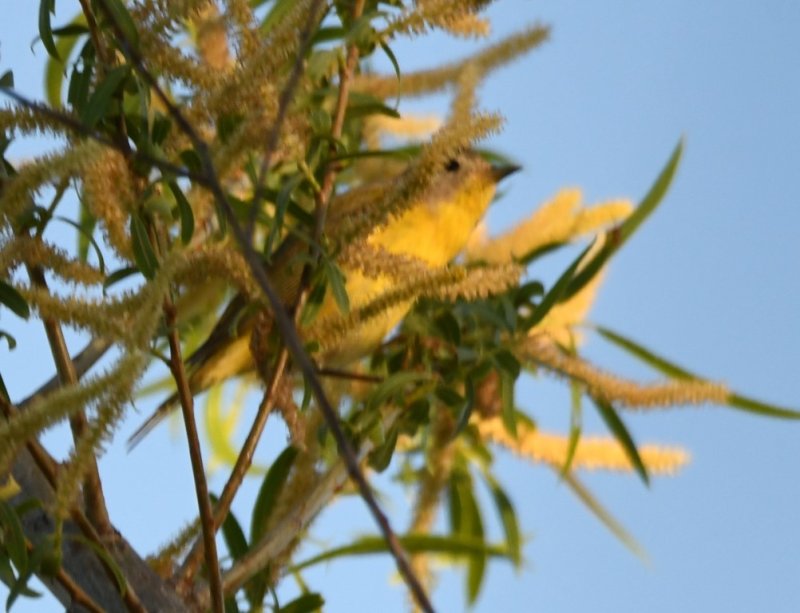 DSC_4238b.jpg