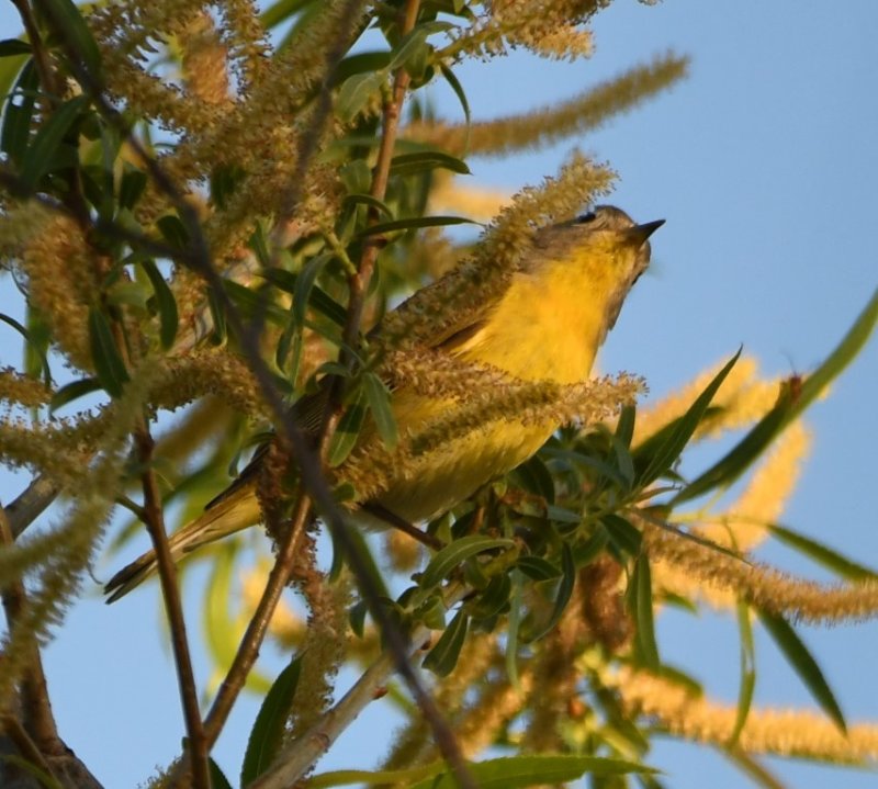 DSC_4239b.jpg