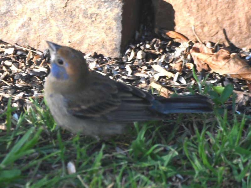 DSC_4256b.jpg
