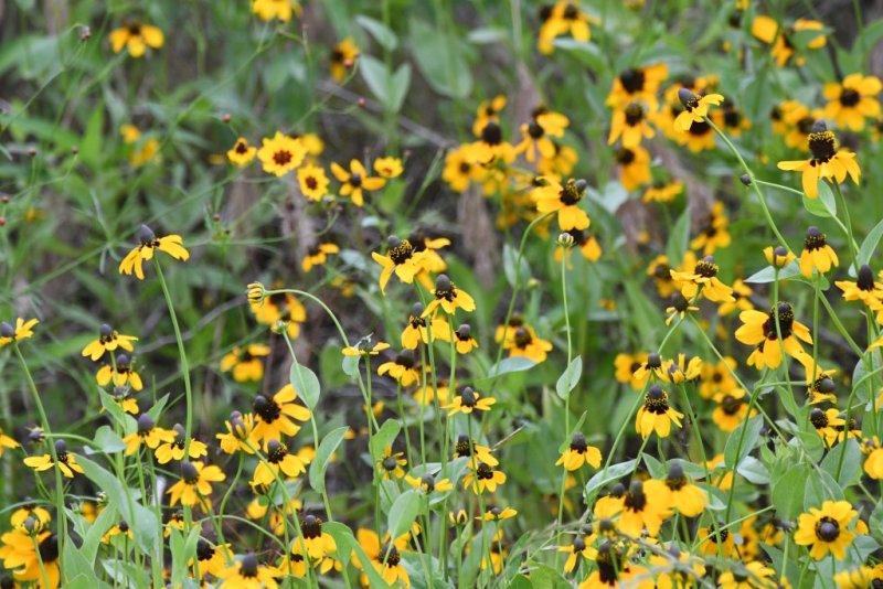 DSC_6624.jpg