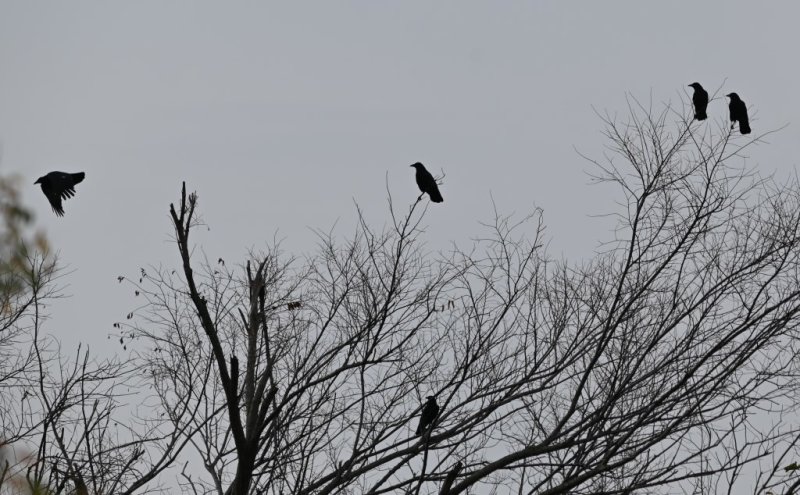 DSC_0452b.jpg