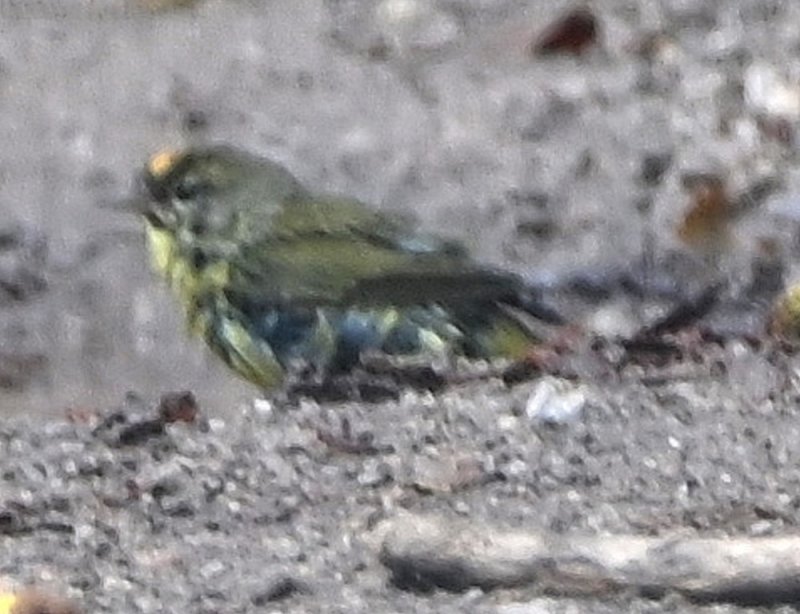 DSC_0603b.jpg