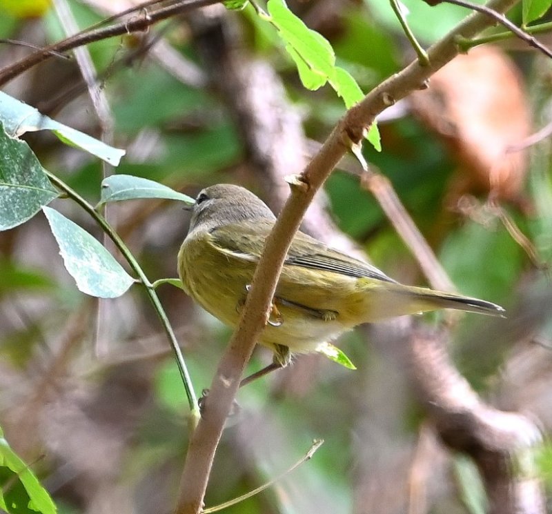 DSC_0644b.jpg