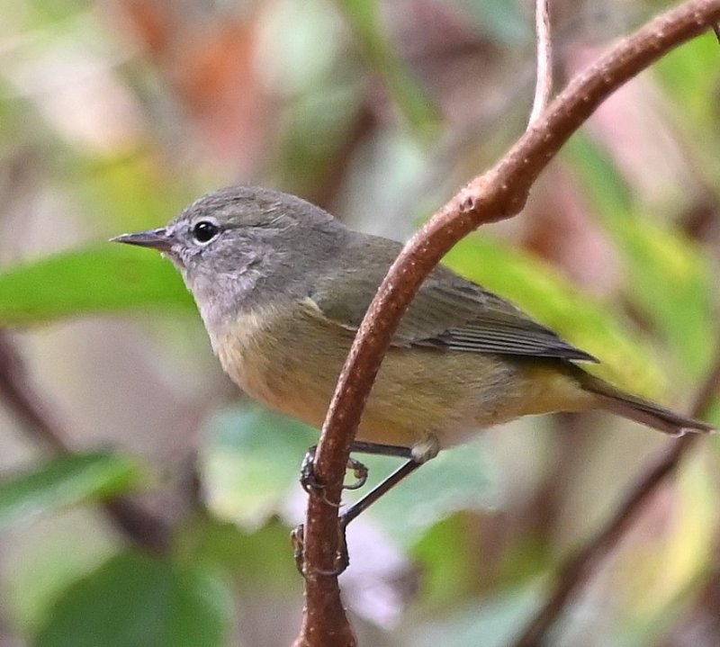 DSC_0711b.jpg