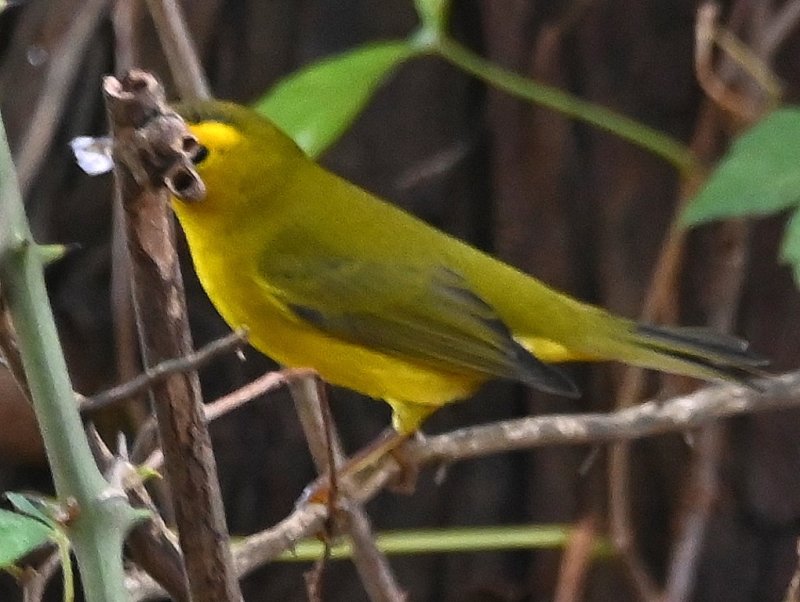 DSC_0713b.jpg