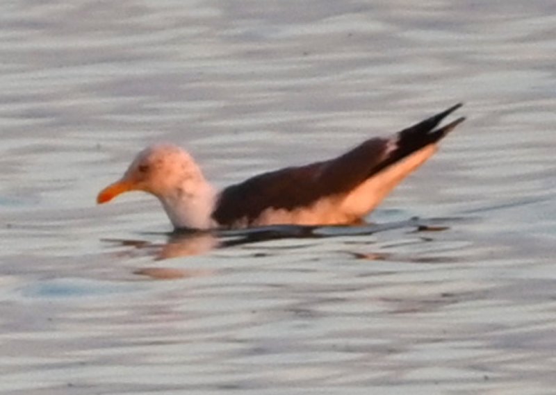 DSC_1167b.jpg