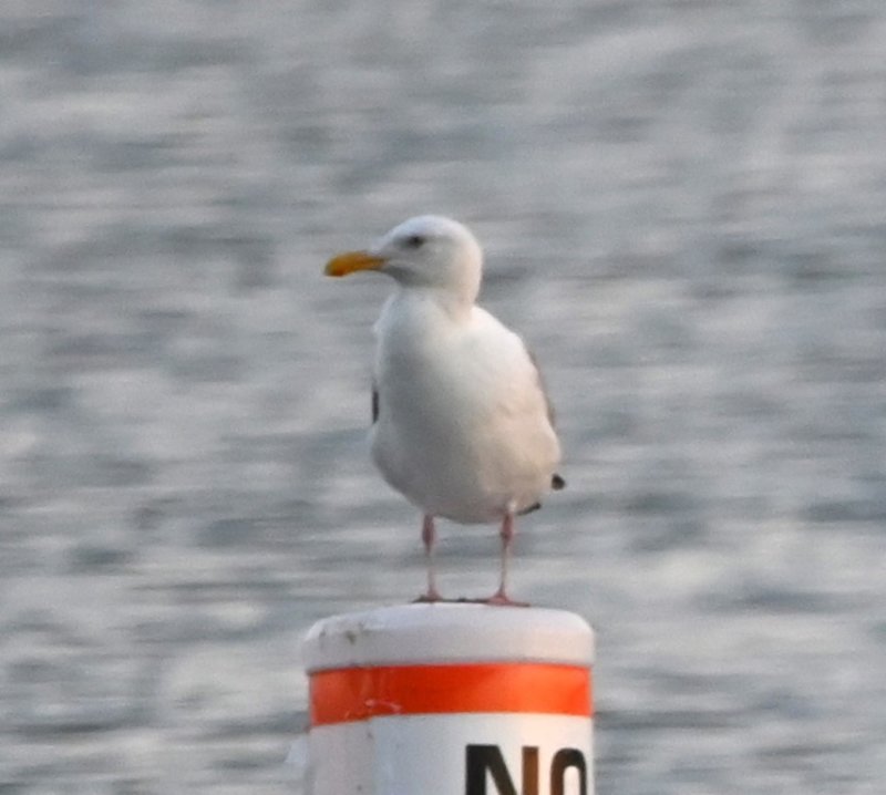 DSC_1184b.jpg