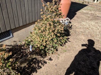 IMG_20181210_115635.jpg