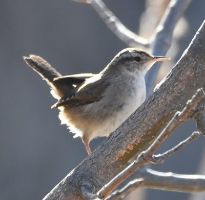 DSC_4816b.jpg