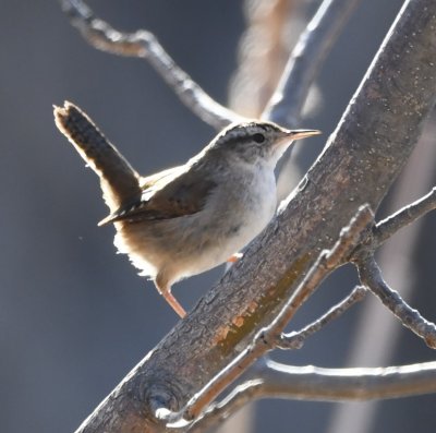 DSC_4829b.jpg