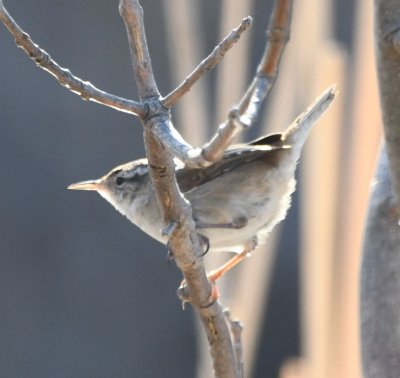DSC_4835b.jpg