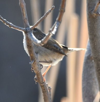 DSC_4837b.jpg