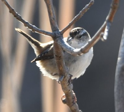 DSC_4839b.jpg