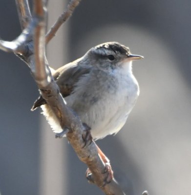 Birds to ID