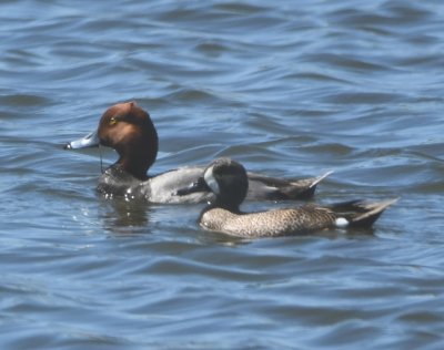 Redhead and Blue-winged Teal