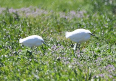 Our FOY Snowy Egrets on a dike at the WTP