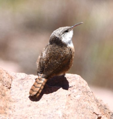 Our second stop was at the dam at Lake Elmer Thomas, where we saw this Canyon Wren, another FOY bird for us.