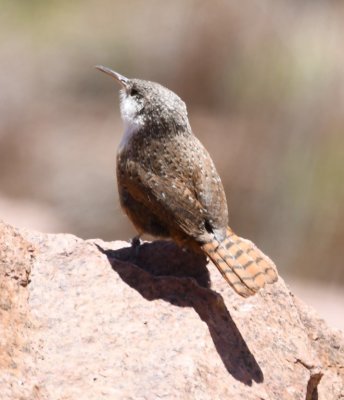Canyon Wren at Lake Elmer Thomas dam
