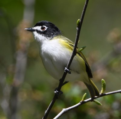 Then we walked back down the road to see what we could find and this Black-capped Vireo popped up and posed for us.