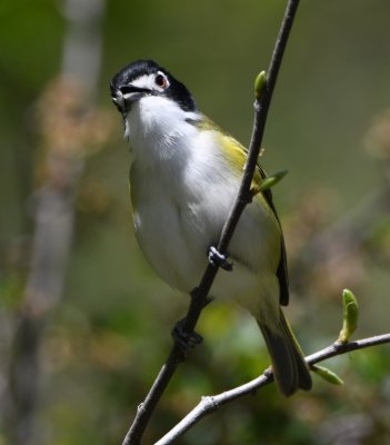 Black-capped Vireo at Lake Elmer Thomas dam, Wichita Mountains Wildlife Refuge, OK