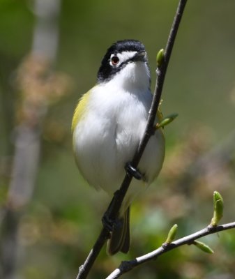 Black-capped Vireo