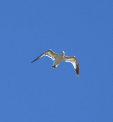 Ring-billed Gull over Lake Quanah Parker