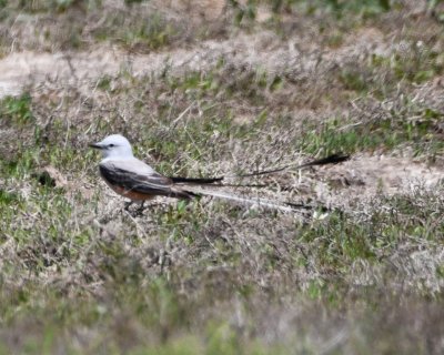 Scissor-tailed Flycatcher