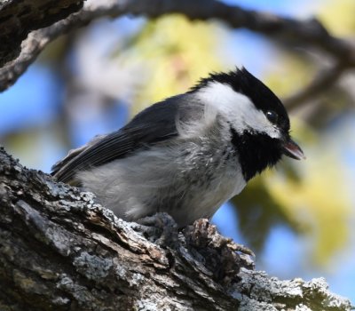 Carolina Chickadee on the south side of Lake Quanah Parker
