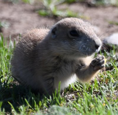 Prairie dog pup having a snack