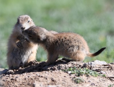 Prairie dog pups