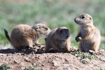 Prairie dog pups